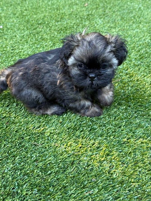 Photo of Itsy, adoptable Shih Tzu in St. Louis Park, Minnesota
