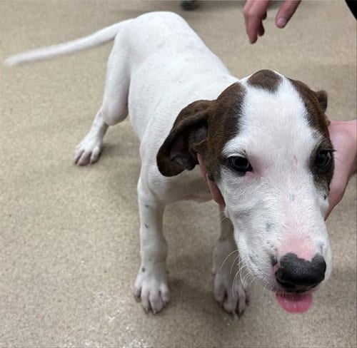 Photo of Almond, adoptable Treeing Walker Coonhound in Grand Prairie, Texas