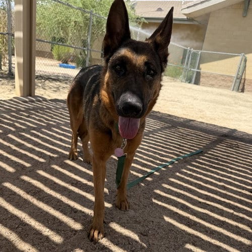 Photo of Claire, adoptable German Shepherd Dog in Thousand Palms, California