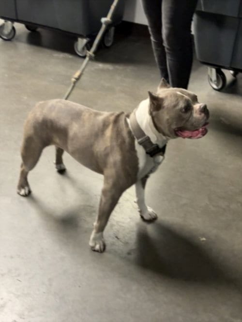 Photo of Athena, adoptable Staffordshire Bull Terrier in Van Nuys, California