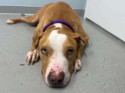 Photo of Bolo, adoptable Pit Bull Terrier in Willingboro, New Jersey