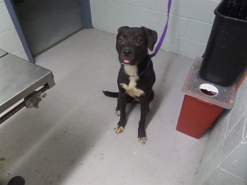 Photo of Bailey, adoptable Labrador Retriever in Augusta, Georgia