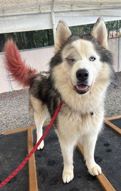 Photo of Chase, adoptable Husky in Palmetto, Florida