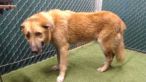 Photo of A5804818, adoptable German Shepherd Dog in Downey, California