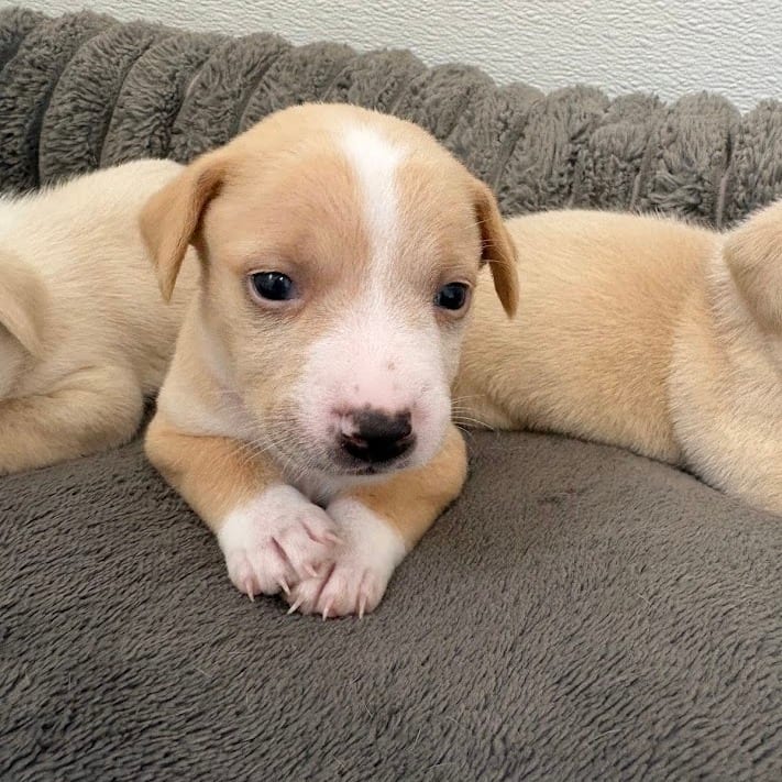 Photo of Soy Milk, adoptable Retriever, Labrador / Mixed Breed (Medium) in North Charleston, South Carolina