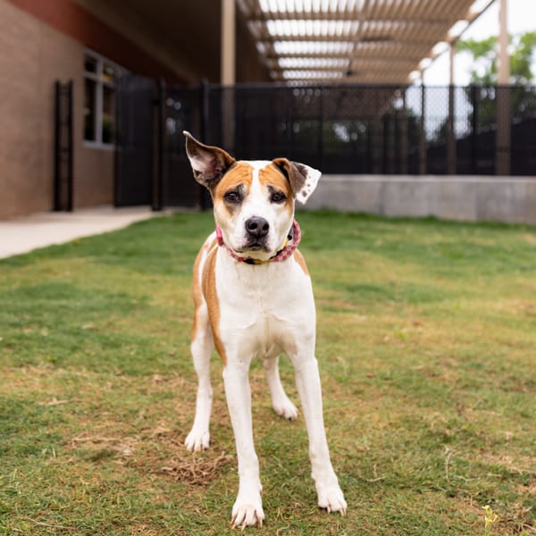 Photo of Nana, adoptable Pit Bull cross in Lawrenceville, Georgia