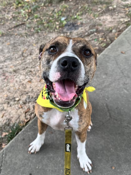 Photo of Rocky, adoptable dog in Atlanta, Georgia