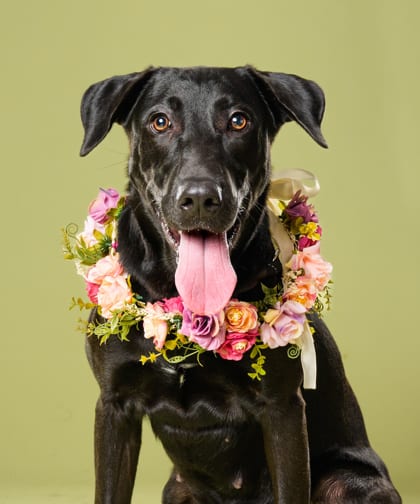 Photo of Spring Squire, adoptable dog in Atlanta, Georgia