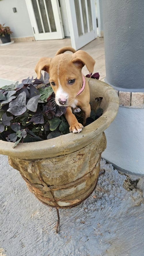 Photo of Lupita, adoptable Boxer in Jenkintown, Pennsylvania