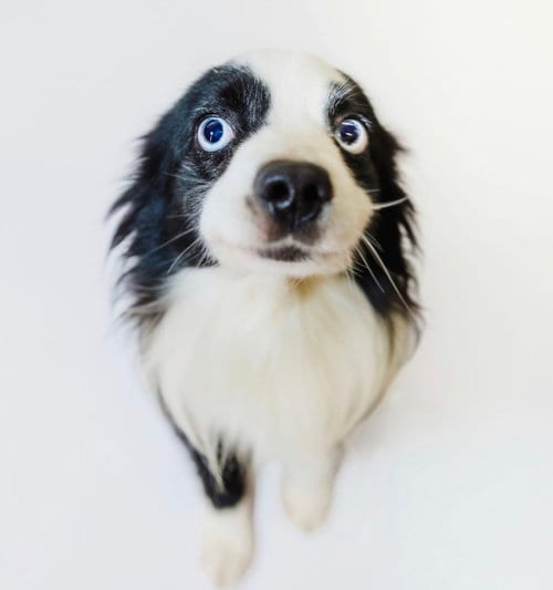 Photo of Milo, adoptable Australian Shepherd in York, South Carolina
