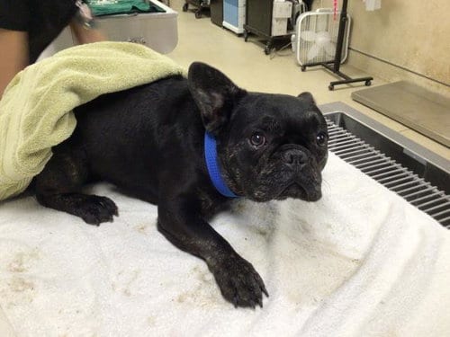 Photo of Bryan, adoptable French Bulldog in Riverside, California