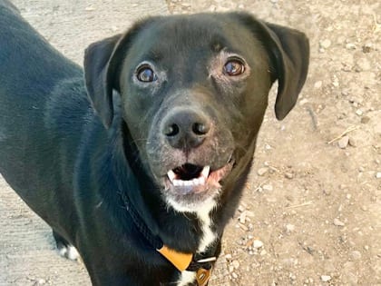 Photo of Slushy, adoptable dog in Georgetown, Texas