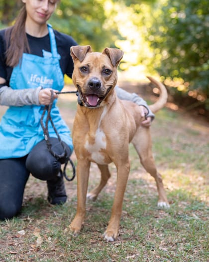 Photo of Brody, adoptable dog in Chamblee, Georgia