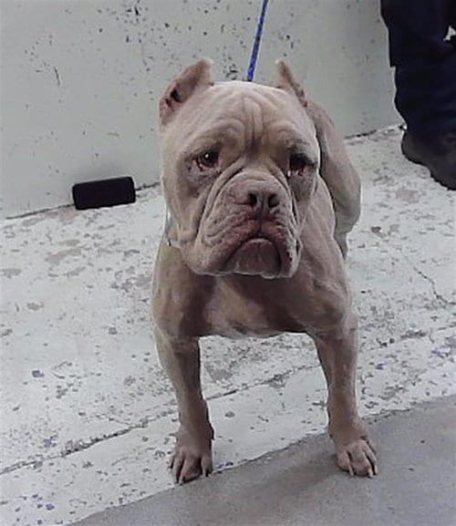 Photo of Rollie, adoptable Staffordshire Bull Terrier in Houston, Texas
