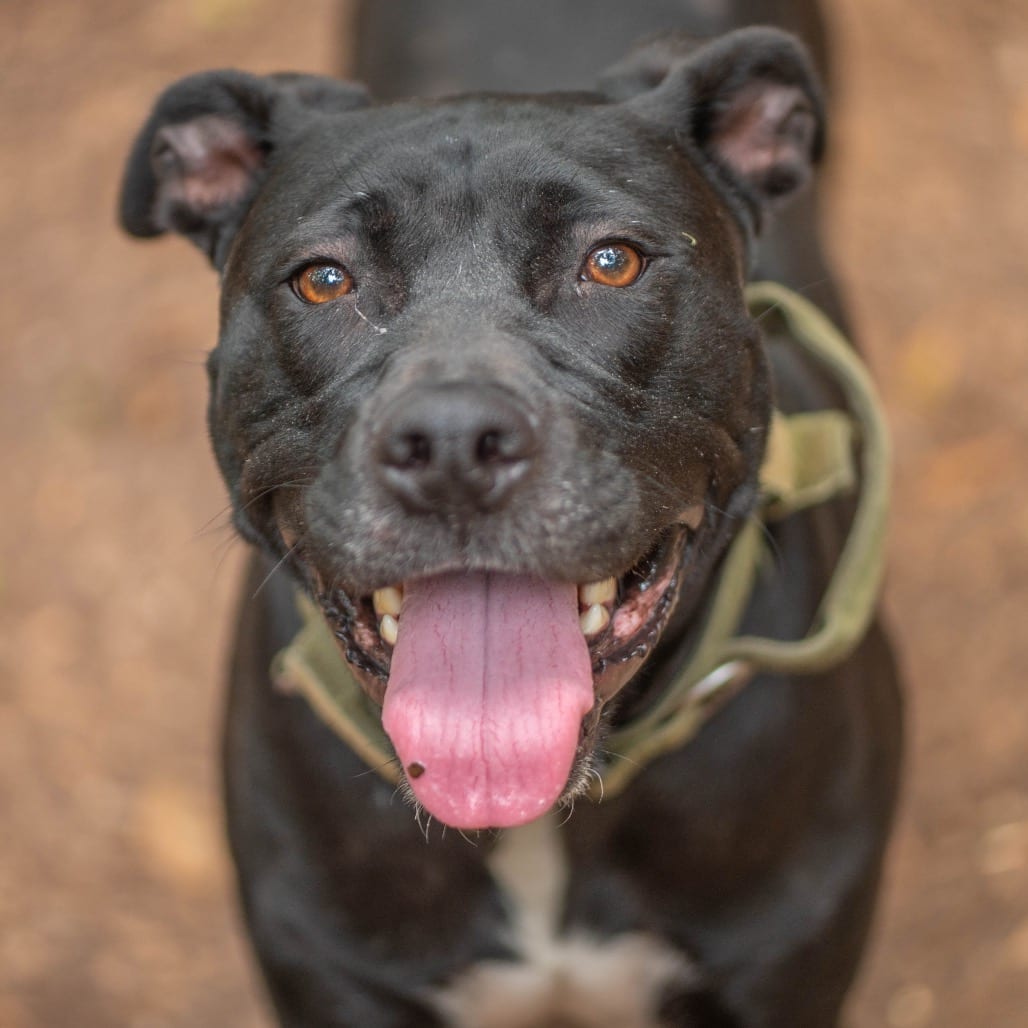 Photo of Blackberry, adoptable Mixed Breed (Medium) in Decatur, Georgia