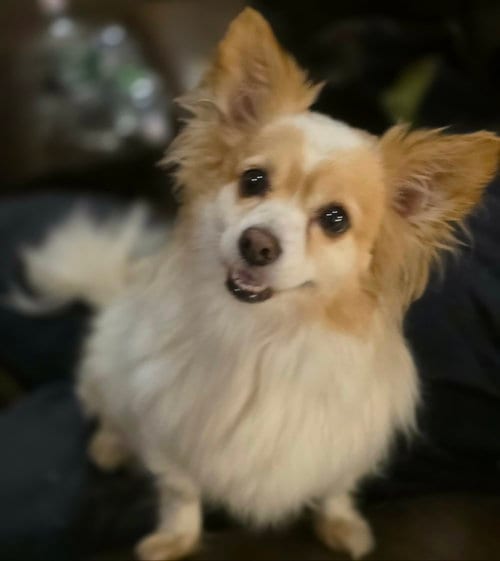 Photo of Benny Walworth Kramer, adoptable Pomeranian in Cuba, New York