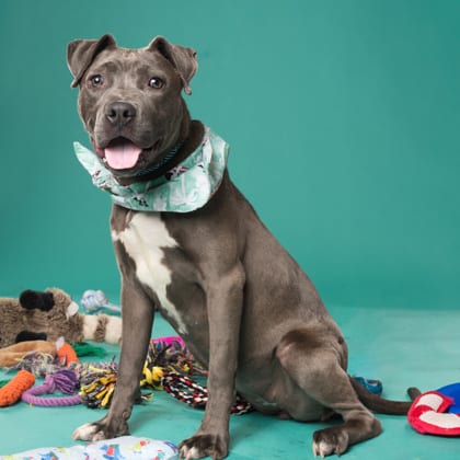 Photo of Manatee, adoptable dog in Atlanta, Georgia