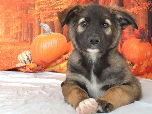 Photo of Patch, adoptable German Shepherd Dog in Oroville, California
