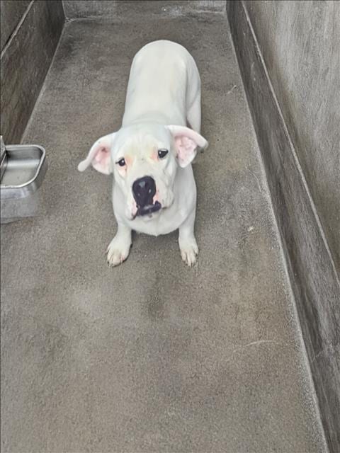 Photo of Nala, adoptable Dogo Argentino in Los Angeles, California
