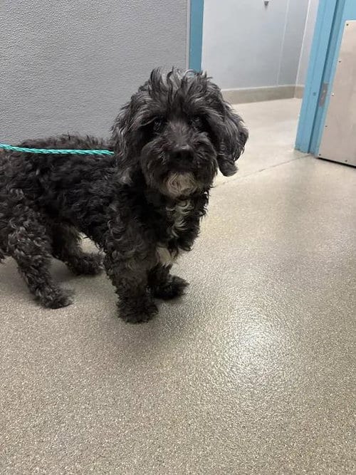 Photo of Max, adoptable Maltese in Las Vegas, Nevada