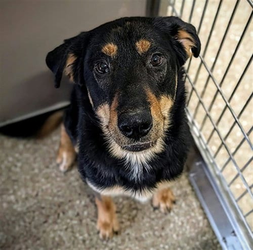 Photo of Saga, adoptable German Shepherd Dog in Clyde, North Carolina