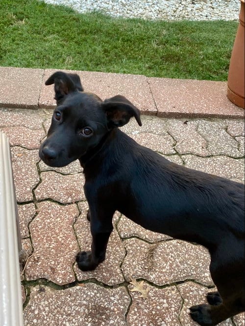 Photo of Cami, adoptable Labrador Retriever in Hillsboro, Missouri