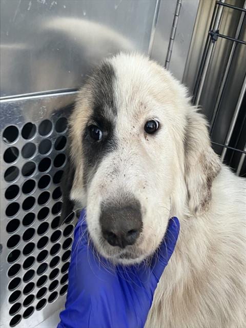 Photo of Cassy, adoptable Mixed Breed