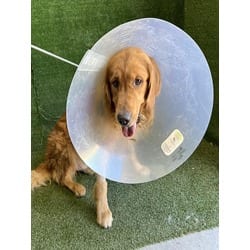 Photo of Copper, adoptable Golden Retriever in Lancaster, California