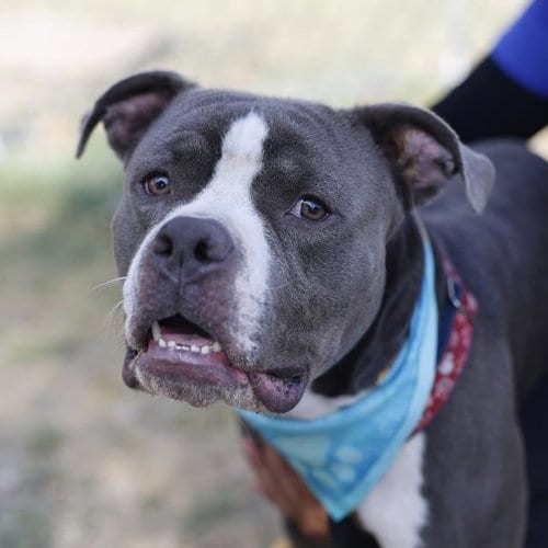 Photo of Rocky, adoptable American Staffordshire Terrier in San Antonio, Texas