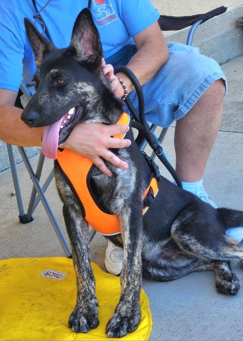 Photo of Zorro, adoptable German Shepherd Dog in Gun Barrel City, Texas