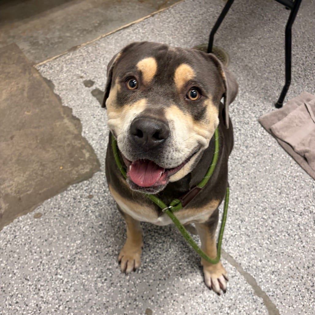 Photo of Gus Gus, adoptable Terrier, Pit Bull / Mixed Breed (Large) in Henderson, Nevada