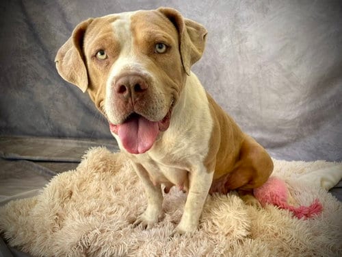 Photo of Kenia, adoptable American Bulldog in Salinas, California
