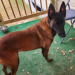 Photo of Mallory the Malinois located in South Carolina, adoptable Belgian Malinois in Imlay City, Michigan