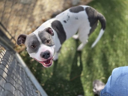 Photo of Clover, adoptable Pit Bull Terrier in Antioch, California