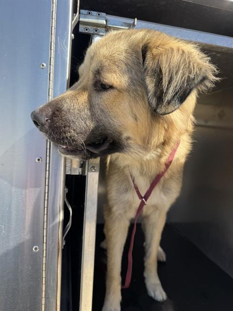 Photo of Sky, adoptable German Shepherd Dog in Grand Prairie, Texas