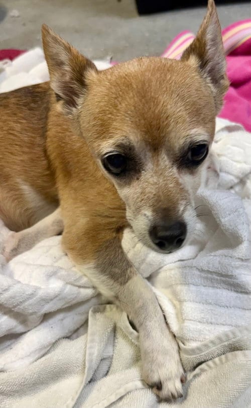 Photo of Handsome Chihuahua Noah, adoptable Chihuahua in Boca Raton, Florida