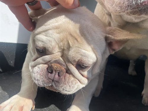 Photo of Trixie, adoptable French Bulldog in Orange, California