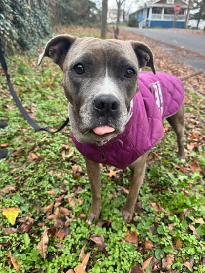 Photo of Rosie, adoptable dog in Atlanta, Georgia