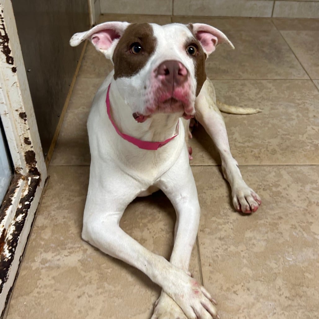 Photo of Miss Wiggles, adoptable Mixed Breed (Large) in Chattanooga, Tennessee