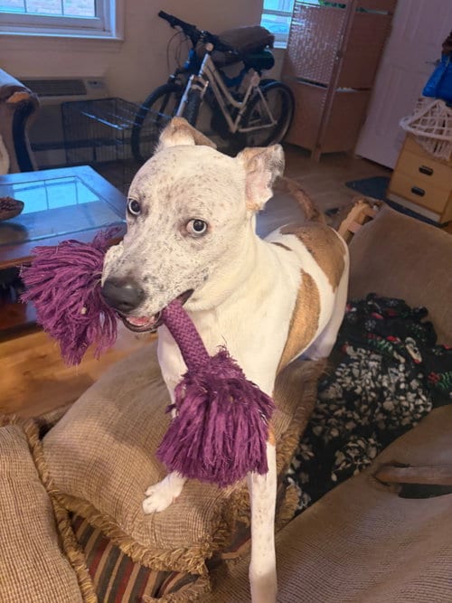Photo of Wrangler, adoptable Mountain Cur in Oakhurst, New Jersey