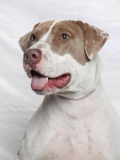 Photo of Pickles, adoptable Pit Bull Terrier in Burbank, California