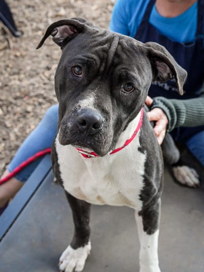 Photo of Son Son, adoptable dog in Chamblee, Georgia