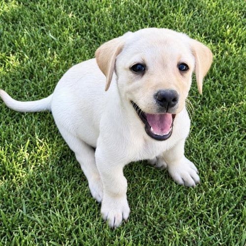 Photo of Huckleberry Finn Pup - Becky, adoptable Labrador Retriever in San Diego, California