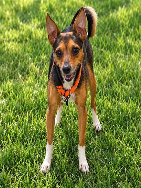 Photo of Peter Pan, adoptable Chihuahua in Forestville, Maryland