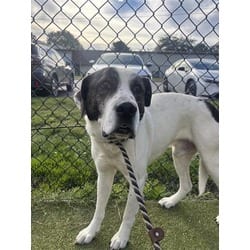 Photo of Snoopy, adoptable Mixed Breed (Medium) in New Castle, Delaware