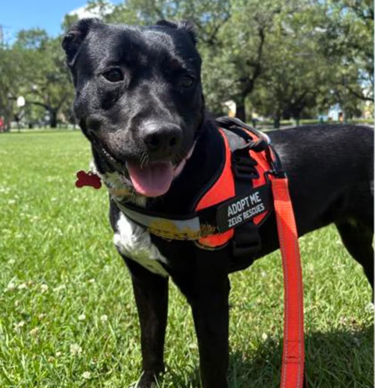 Photo of Daisy Jane IN FOSTER, adoptable Labrador Retriever in New Orleans, Louisiana