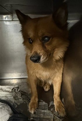 Photo of Dante, adoptable Pomeranian in Downey, California