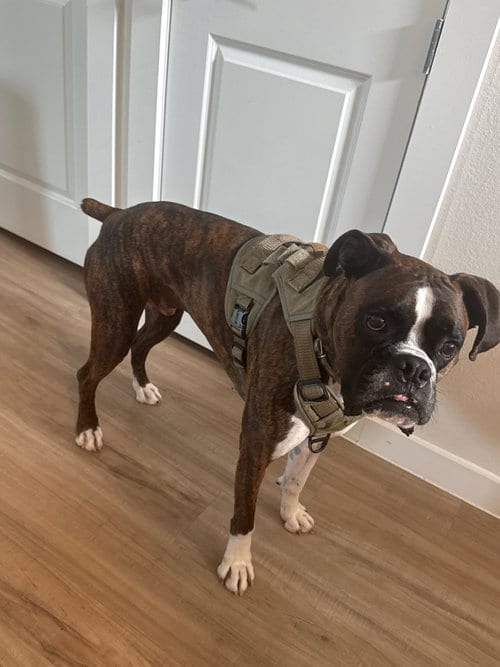 Photo of Leighton, adoptable Boxer in Katy, Texas