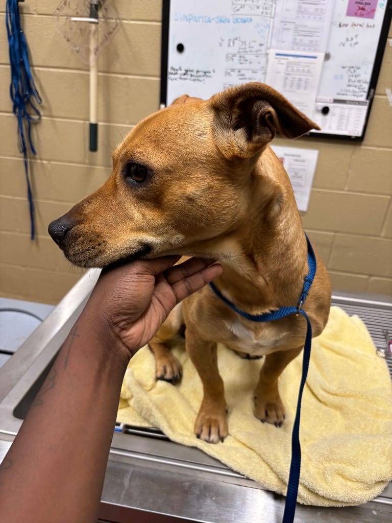 Photo of Naveed, adoptable Mixed Breed in Douglasville, Georgia