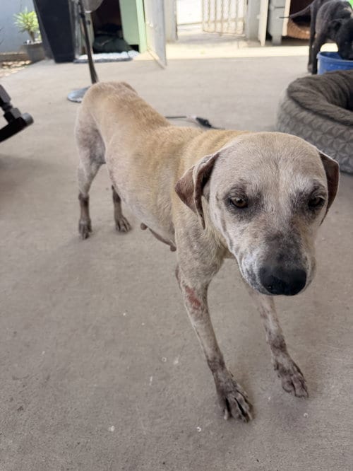 Photo of Leia, adoptable Terrier in San Diego, California
